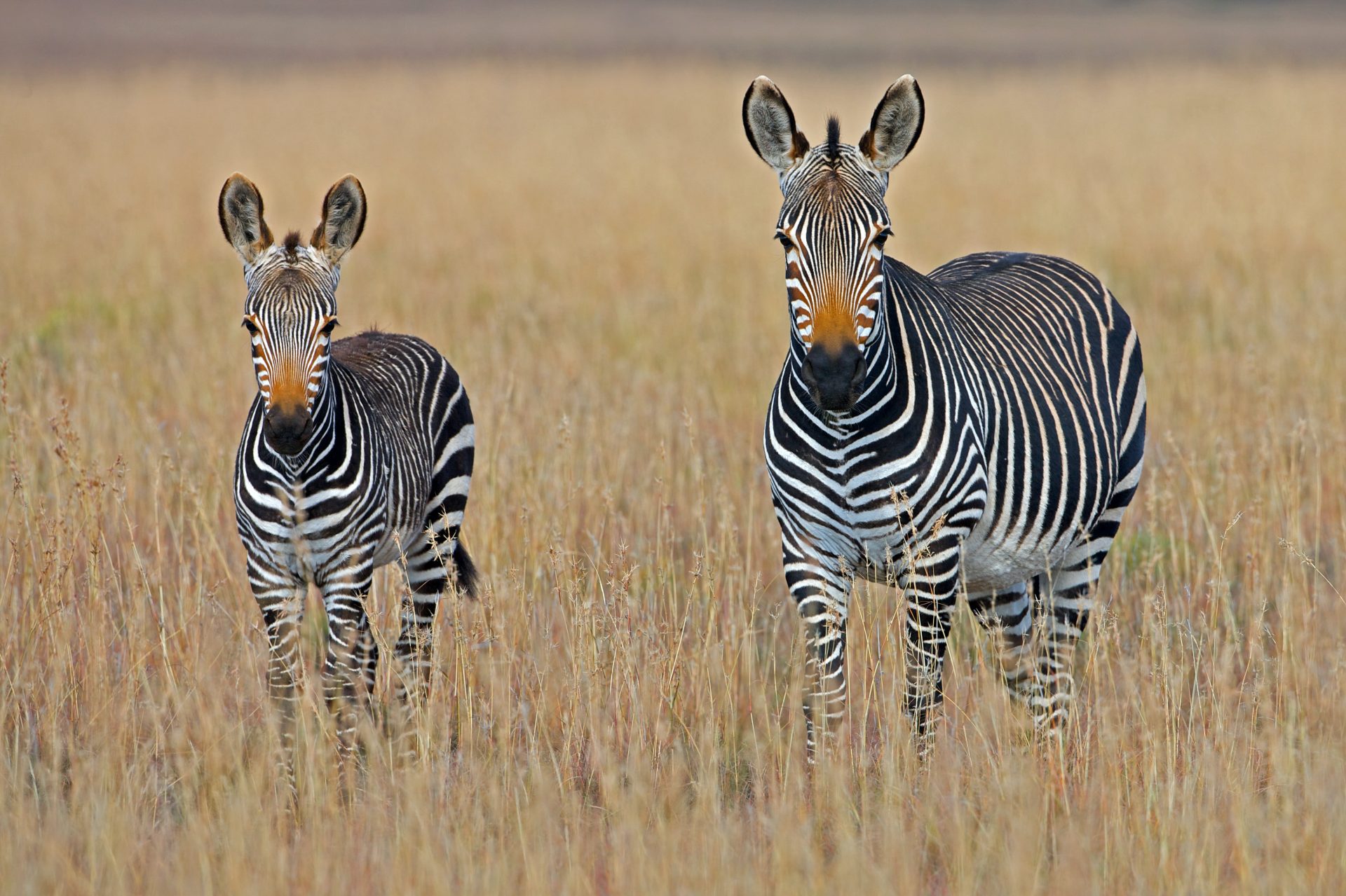 South Africa
